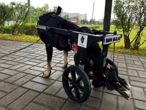 Wózek dla psa z paraliżem tylnych kończyn