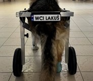 Wózek dla psa bez tylnej łapy