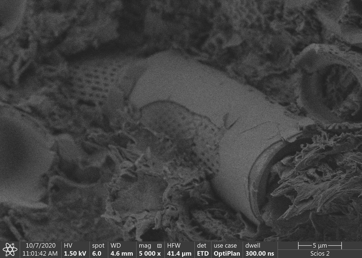 Mikrofotografia wykonana techniką skaningowej mikroskopii elektronowej. Widoczny jest pojedynczy, cylindryczny pancerzyk okrzemki w osnowie polimerowej. Wnętrze pancerzyka jest wypełnione osnową polimerową.